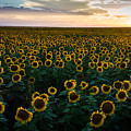 Sunflowers at Sunset