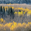 Golden snow 2